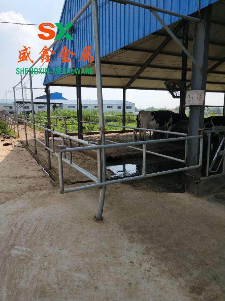2018 Cattle Farm Use Cattle Stall Cattle Headlock
